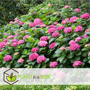 Hydrangea macrophylla rose - 6