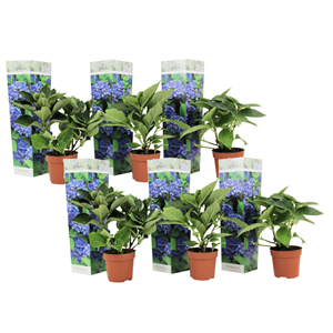 Hydrangea macrophylla bleu - 6
