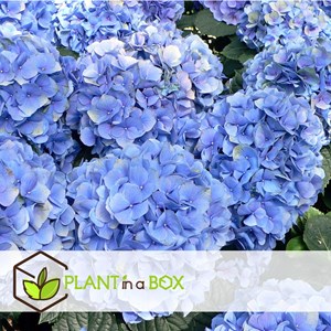 Hydrangea macrophylla bleu - 6