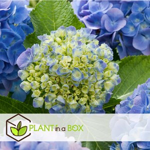 Hydrangea macrophylla bleu - 6