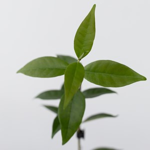 Jasmin toscan blanc - 6