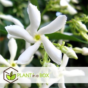 Jasmin toscan blanc - 6