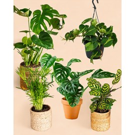 Coffret plantes jungle fever