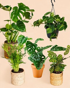 Coffret plantes jungle fever