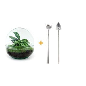 Kit terrarium diy - dome