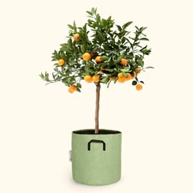 Citrus calamondin 45cm + pot vert