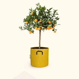 Citrus calamondin 75cm + pot jaune