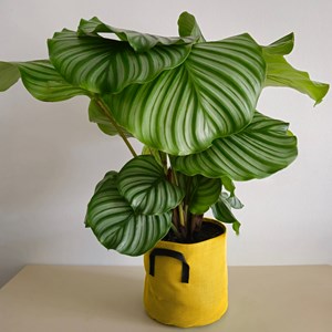 Calathea orbifolia 70cm + pot jaune