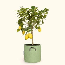 Citronnier jaune 90cm + pot vert