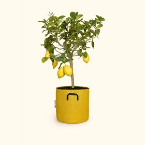 Citronnier jaune 90cm + pot jaune