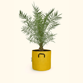 Phoenix canariensis 160cm + pot jaune