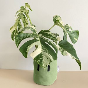 Monstera deliciosa variegata 50cm + pot