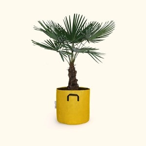 Trachycarpus fortunei 150cm + pot jaune