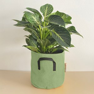 Philodendron birkin 40cm + pot vert