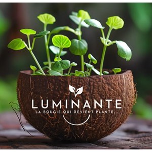 Bougie qui devient plante vanille