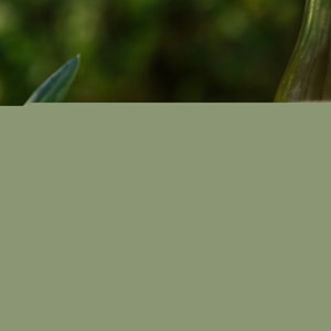 Savon bio huile d'olive et laurier