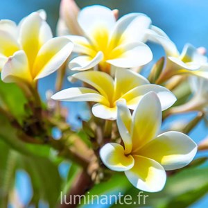 Bougie qui devient plante fleurtiaré