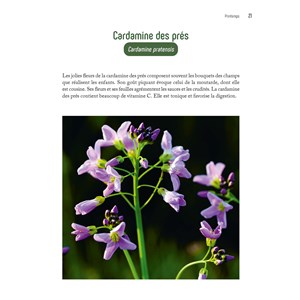 Cuisine sauvage au fil des saisons