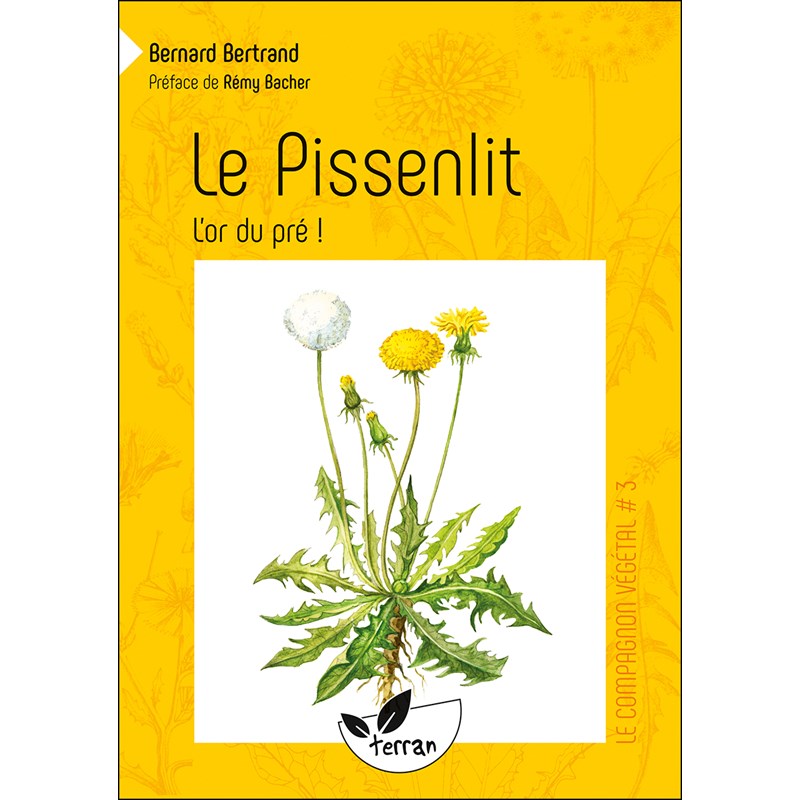 Le pissenlit, l'or du pré !