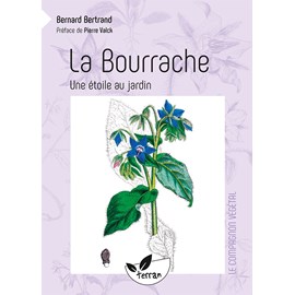 La bourrache, une étoile au jardin