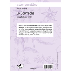 La bourrache, une étoile au jardin