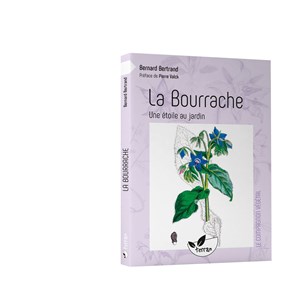 La bourrache, une étoile au jardin