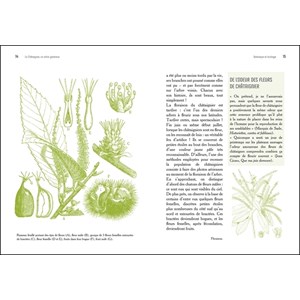 Le châtaignier, un arbre généreux