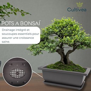 Lot de 10 pots bonsaï