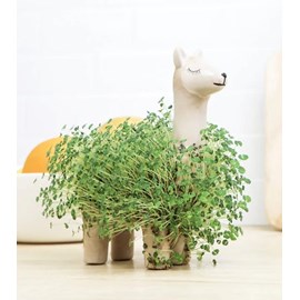 Lama en céramique pour faire pousser des