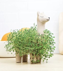 Lama en céramique pour faire pousser des