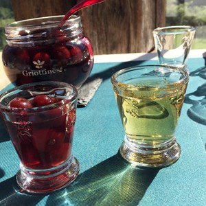 Verre à shooter abeille 6 cl x6