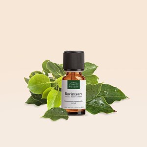 Huile essentielle de ravintsara
