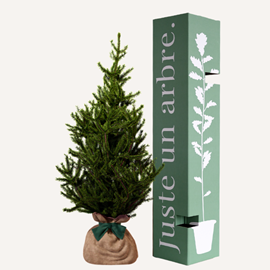 Epicea - arbre de noël
