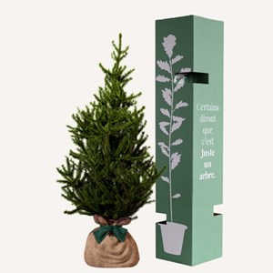 Epicea - arbre de noël