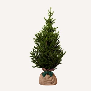 Epicea - arbre de noël