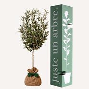 Olivier - idée cadeau