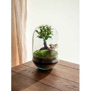 Terrarium - balangan