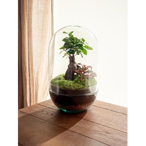 Terrarium - rio