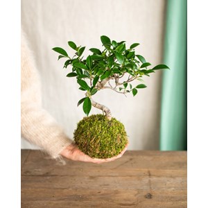 Kokedama - bonsai retusa