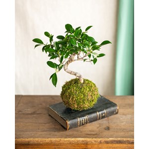 Kokedama - bonsai retusa
