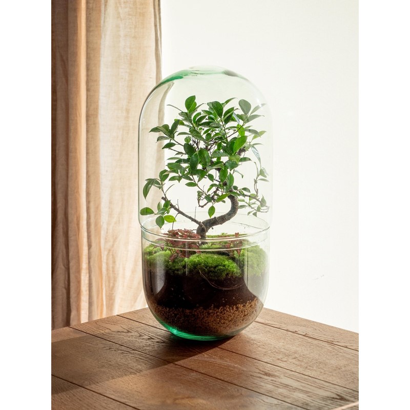 Terrarium - la paz