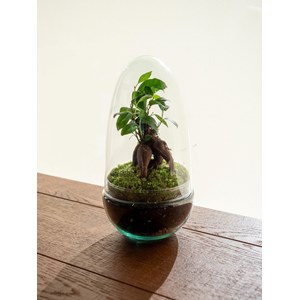 Terrarium - acapulco