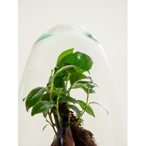 Terrarium - acapulco