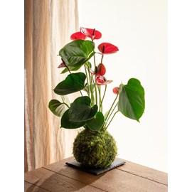 Kokedama - anthurium