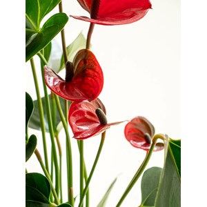 Kokedama - anthurium