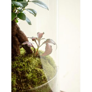 Terrarium - alma
