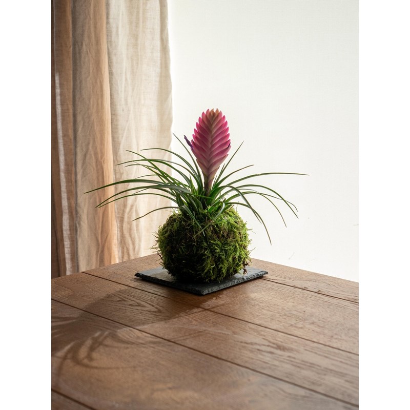 Kokedama - tillandsia