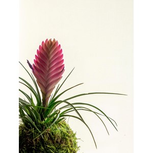 Kokedama - tillandsia