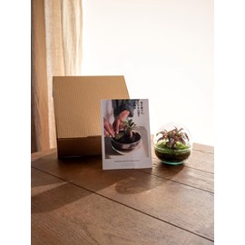 Kit terrarium diy - bohol