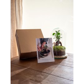 Kit terrarium diy - alma